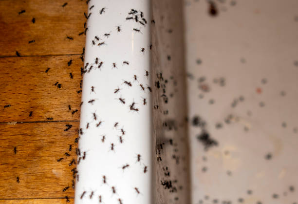 Best Pest Inspection Near Me  in Cleveland Heights, OH